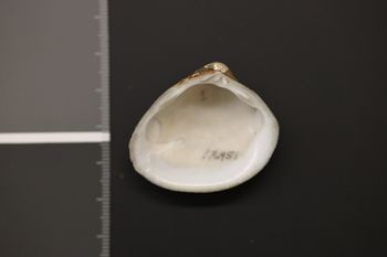Media type: image;   Malacology 176951 Description: Dry specimen;